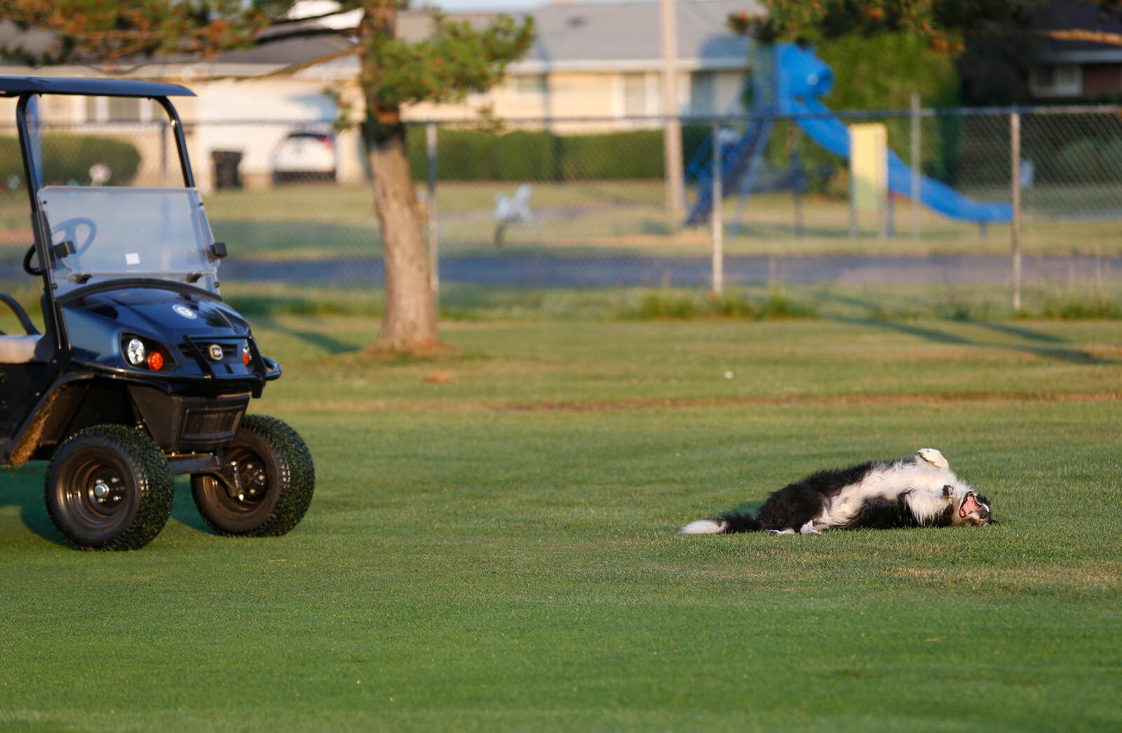 Thunder, The Border Collie That Guards Geese From Tonawanda Golf Courses, Is Ready For Retirement | Local News 1 Scott And Thunder Make Their Rounds